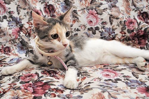 Cat cfv