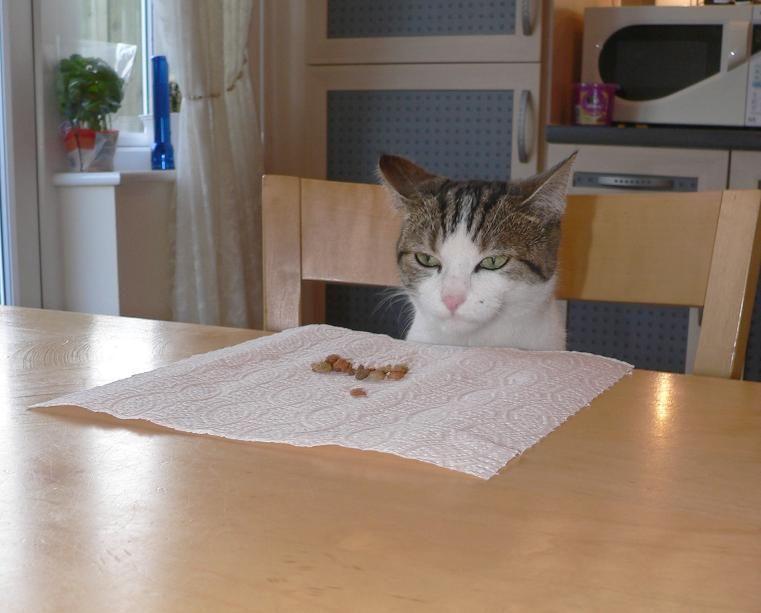 Cat cg5