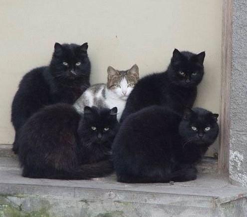 Cat cga