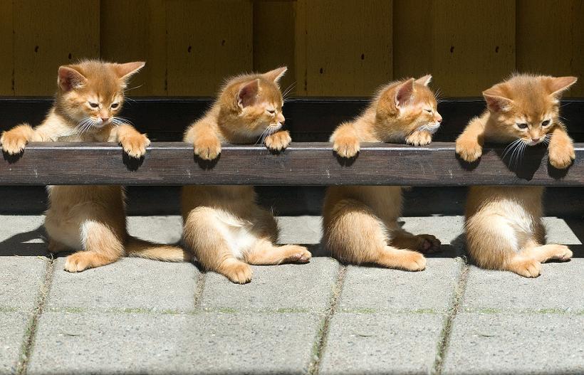 Cat cgc