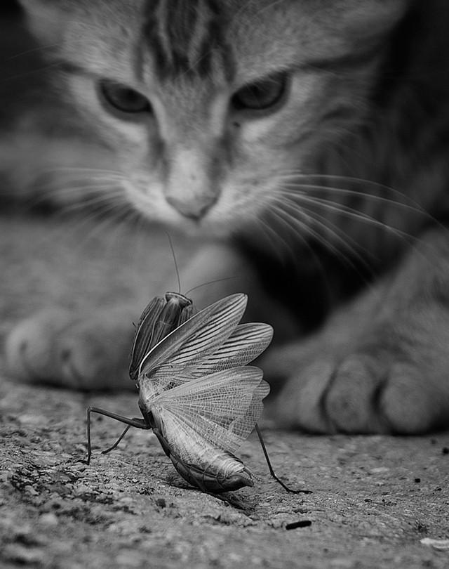 Cat cgd