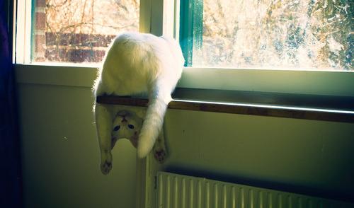 Cat cgl