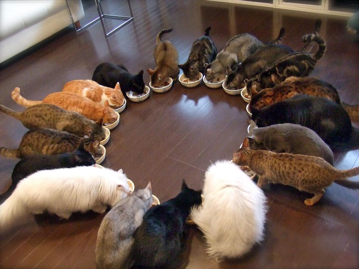 Cat cgp