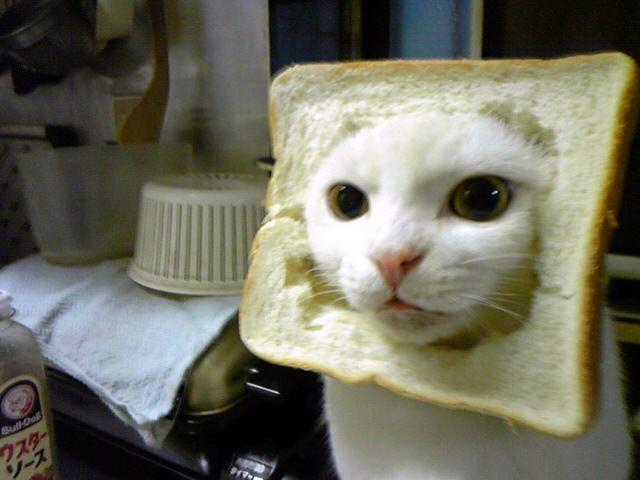 Cat cgq