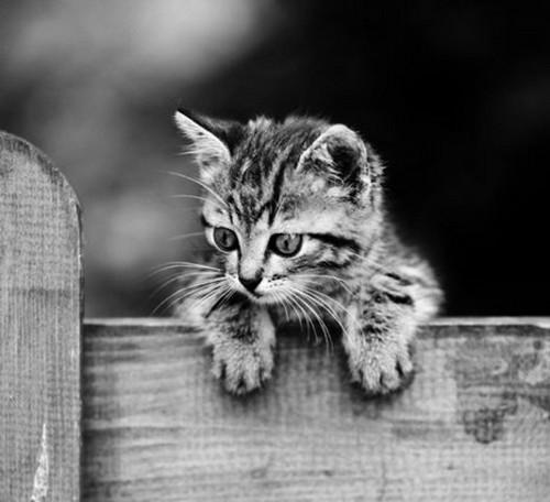 Cat cgs