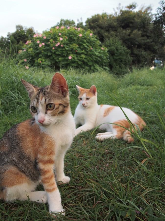 Cat ch0
