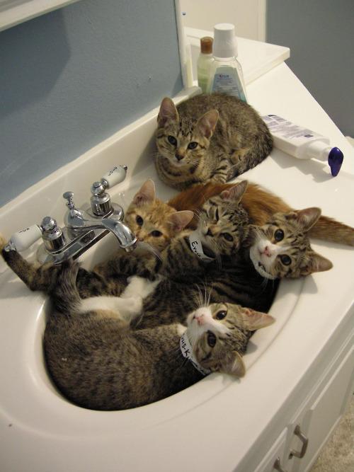 Cat ch5