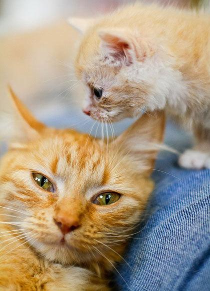Cat ch8