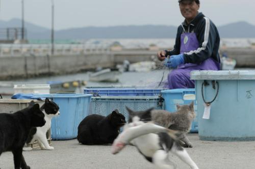 Cat ch9