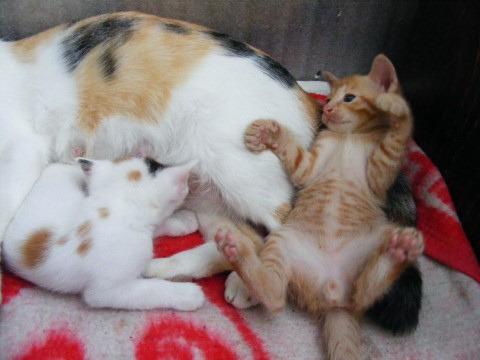 Cat chb
