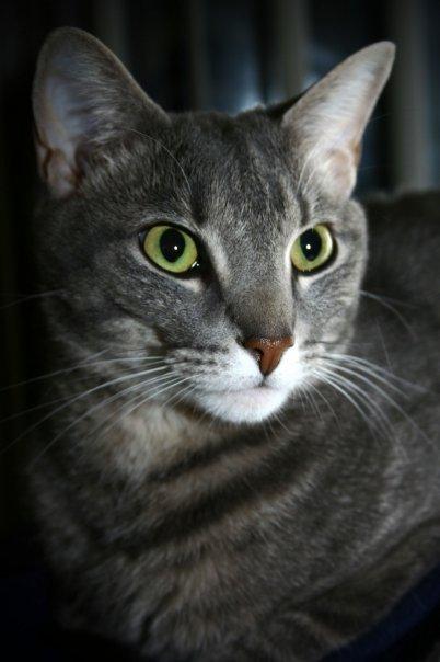 Cat che