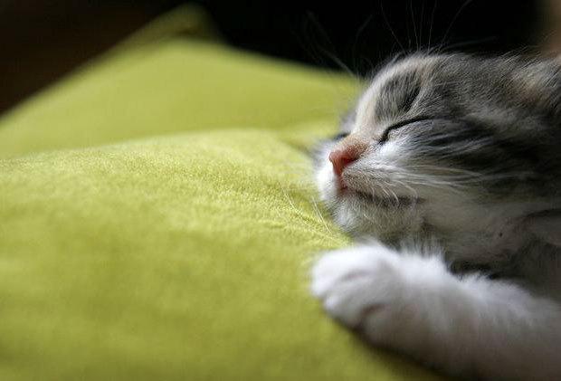 Cat chg