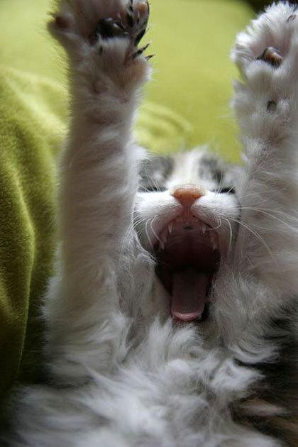 Cat chh