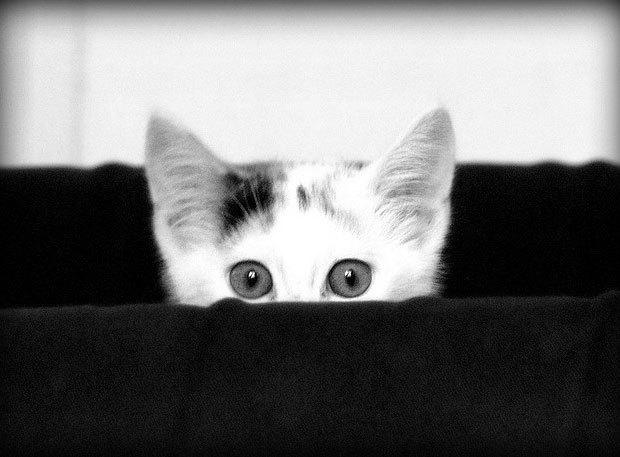 Cat chj