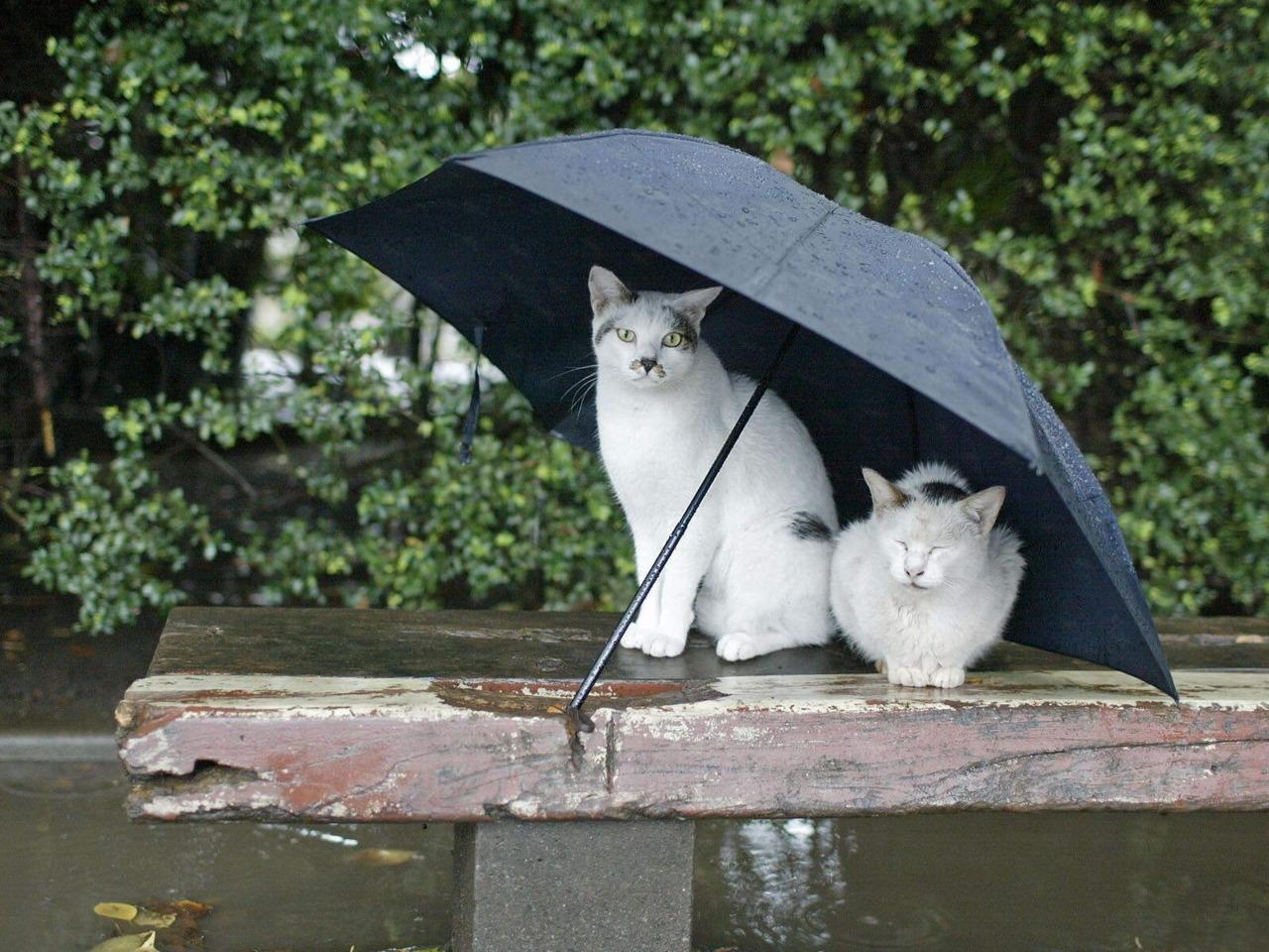 Cat chl