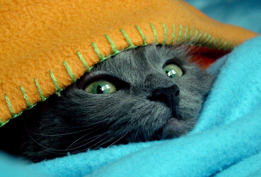 Cat chs