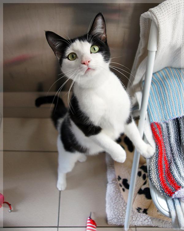 Cat ci3
