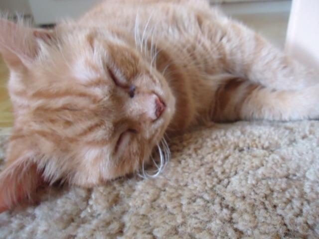 Cat ci5
