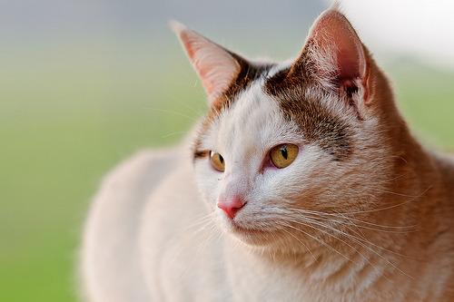 Cat ci6