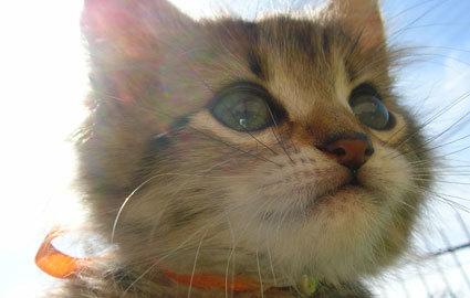 Cat ci7