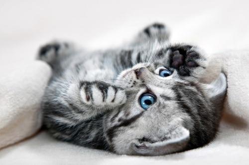 Cat cib