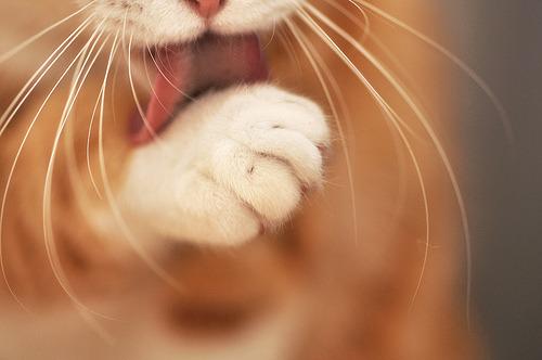 Cat cid