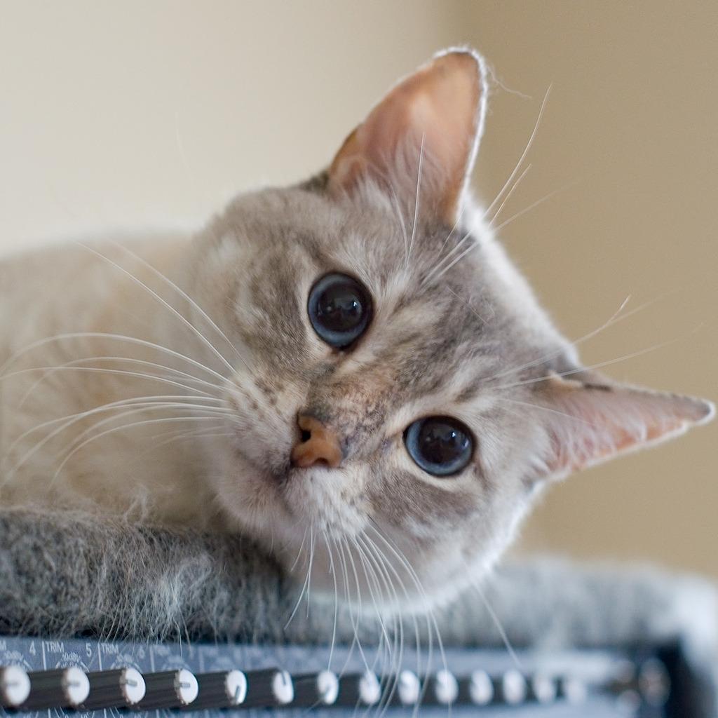 Cat cip