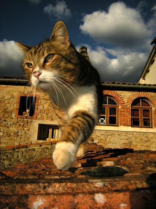 Cat cir