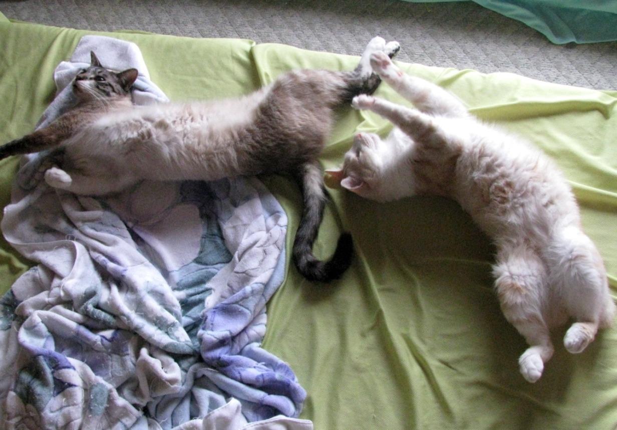 Cat cj2