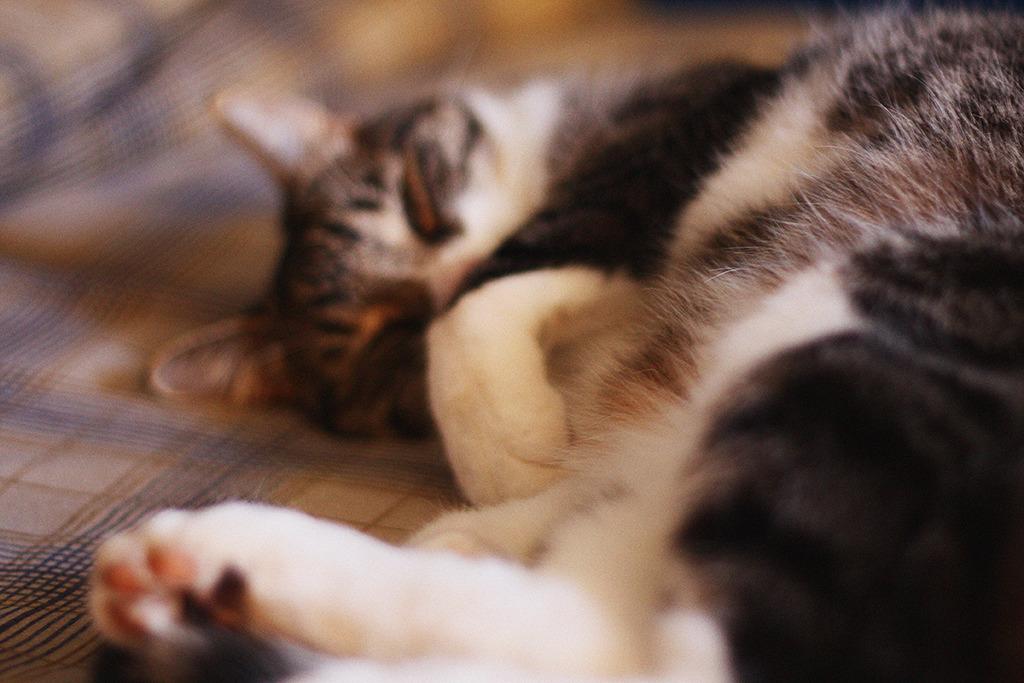 Cat cj5