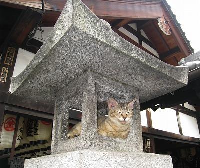 Cat cjc