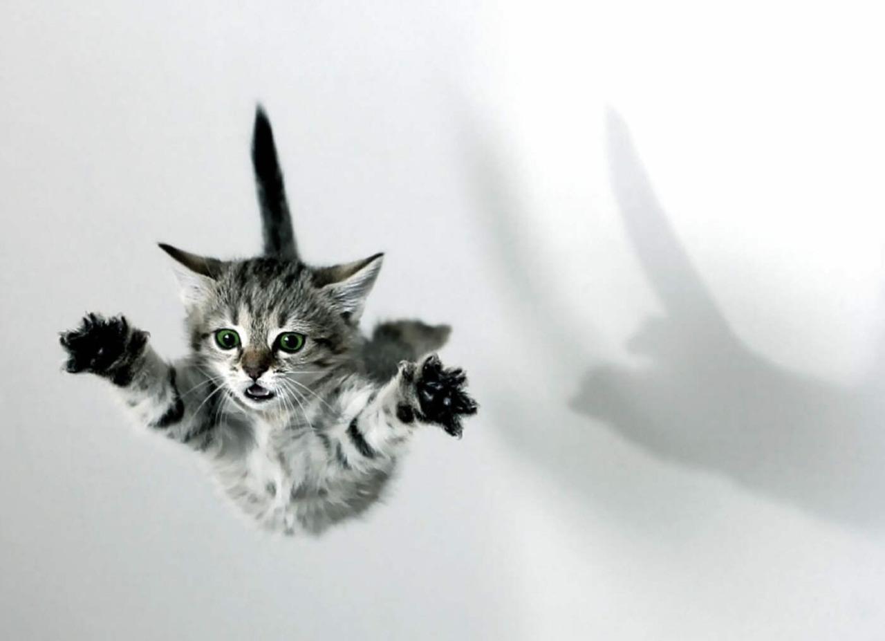 Cat cjd