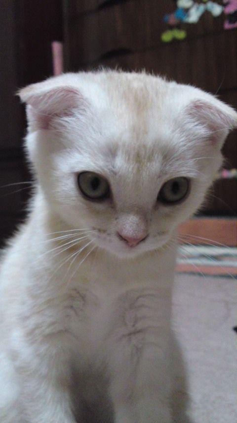 Cat cje