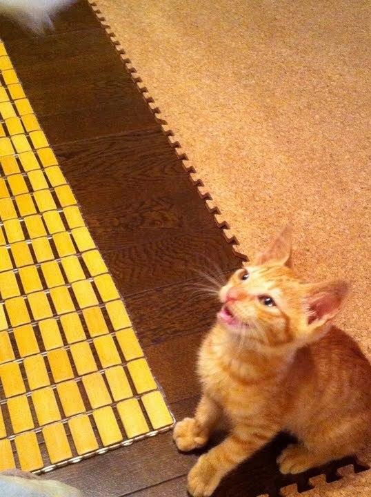Cat cjg