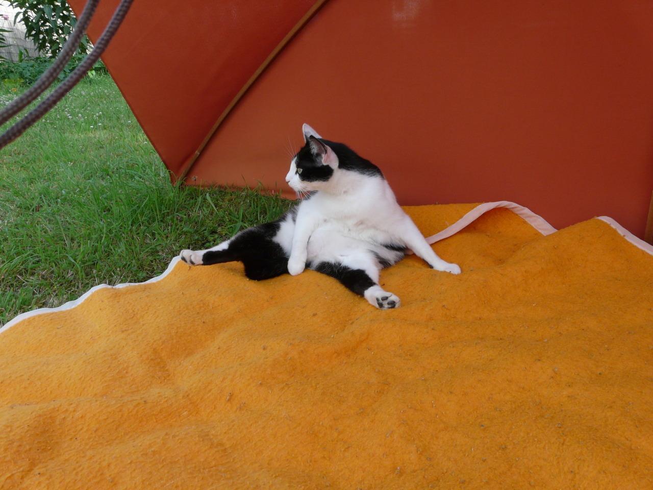Cat cjh