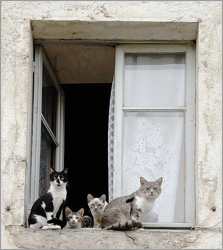 Cat cji