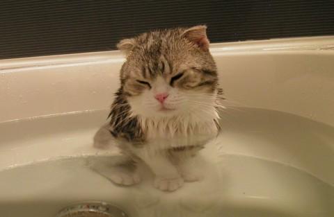 Cat cjj