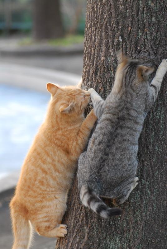 Cat cjl