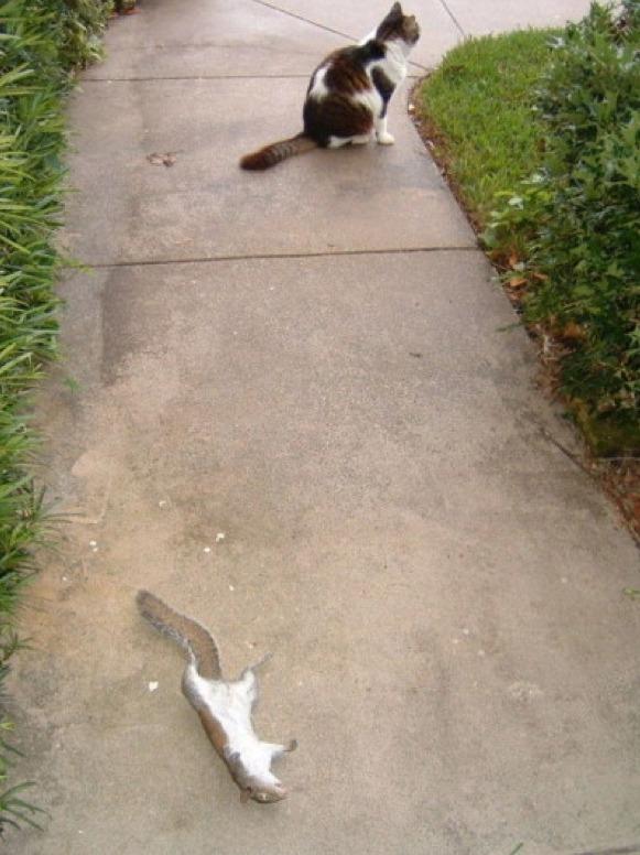 Cat cjs