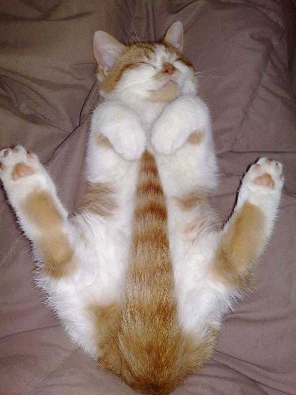 Cat cju