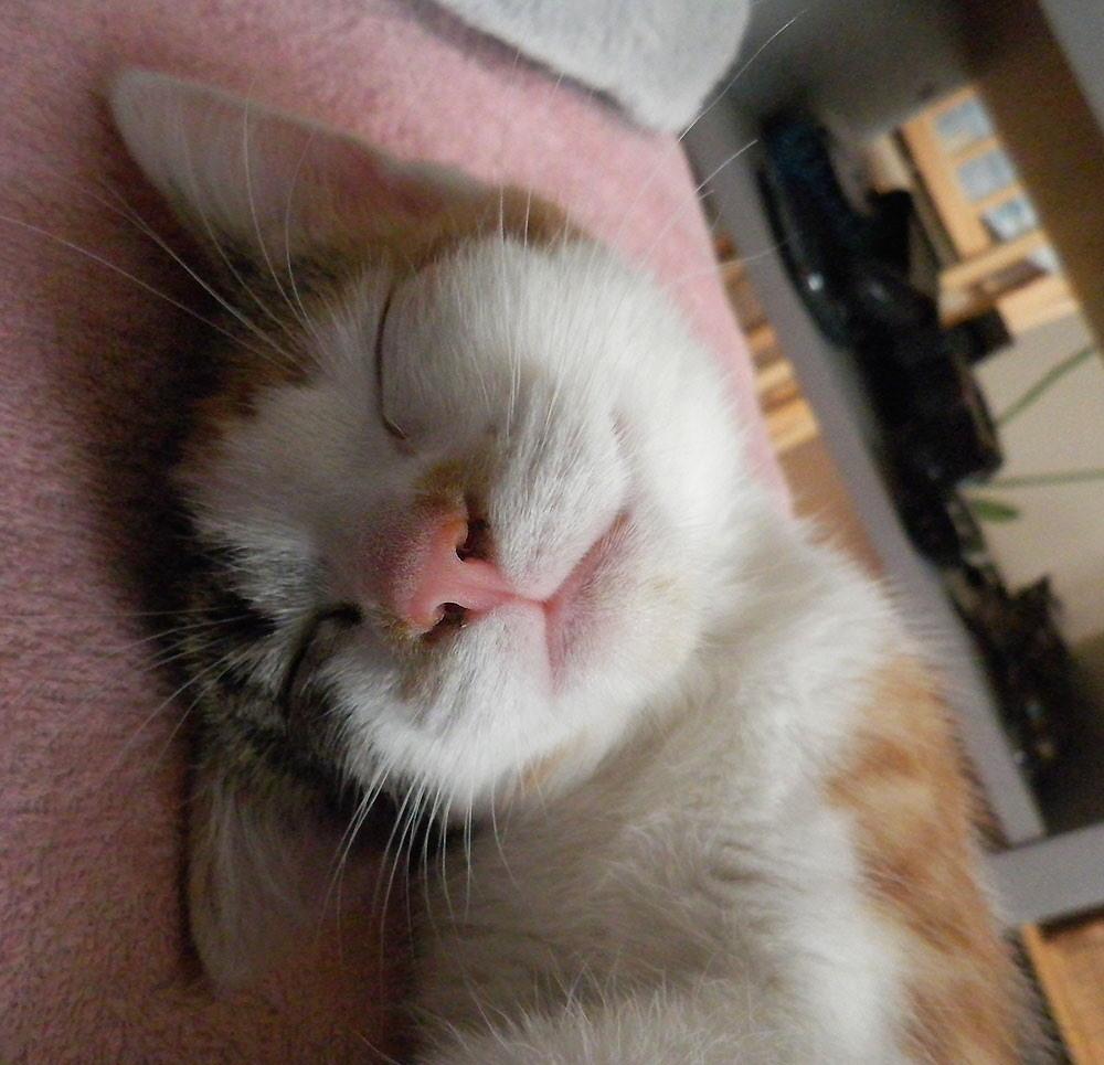 Cat ck0