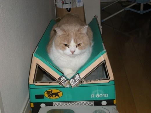 Cat ck4