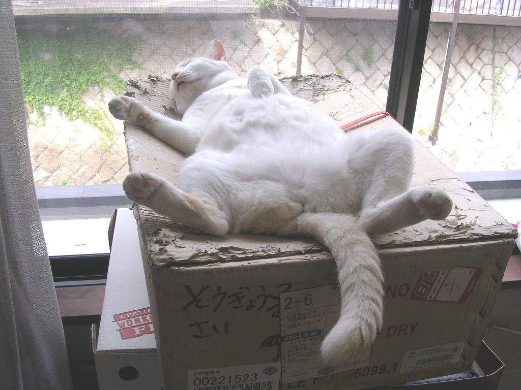 Cat ck5