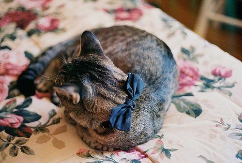 Cat ckd