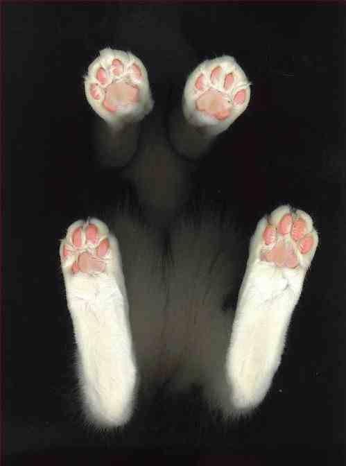 Cat ckh