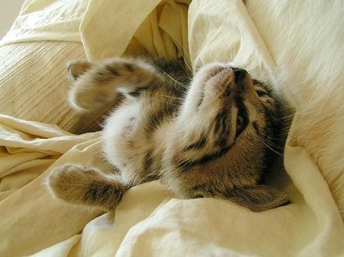 Cat cki