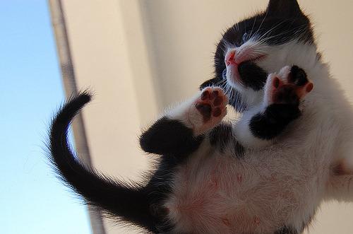 Cat ckl