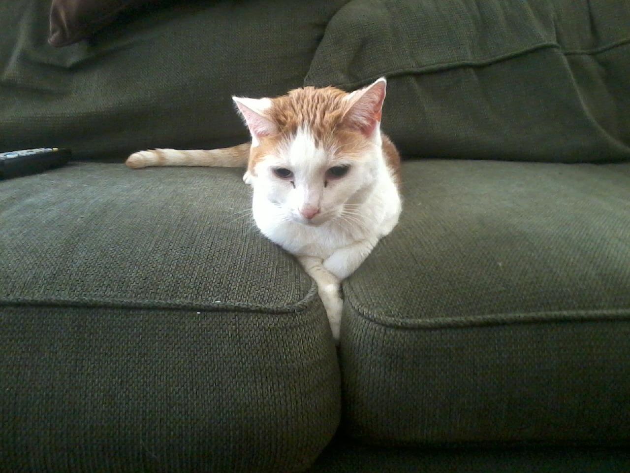 Cat cko