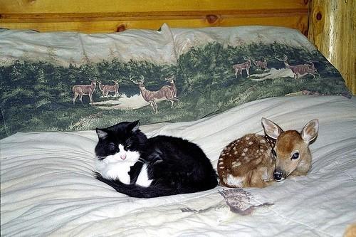 Cat cks