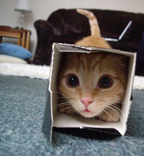 Cat ckv